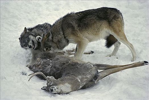 大灰狼,狼,一对,白尾鹿,畜体,明尼苏达