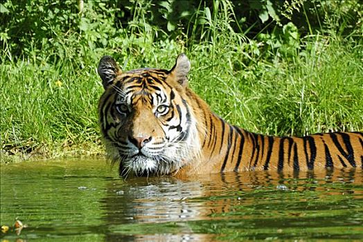 苏门答腊虎,浴,水中