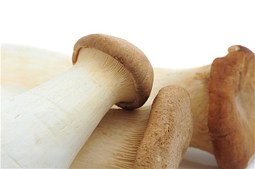 可食蘑菇