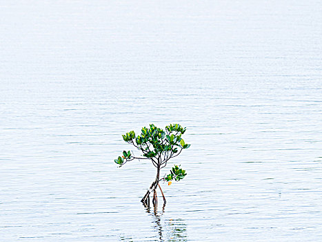 红树林