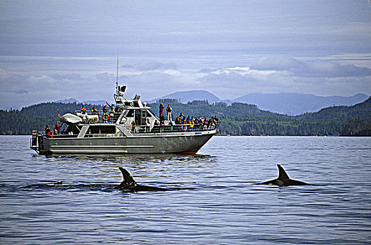 约翰斯顿海峡,逆戟鲸,鲸,看,船,温哥华岛,不列颠哥伦比亚省,加拿大