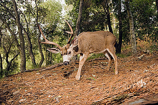 长耳鹿,骡鹿,公鹿,树林,蒙特利湾,加利福尼亚