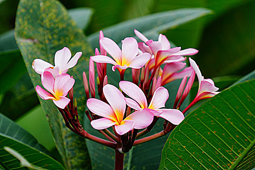 鸡蛋花,鲜花