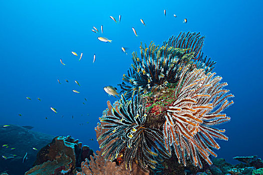 毛头星,珊瑚礁,圣诞节,岛屿,澳大利亚