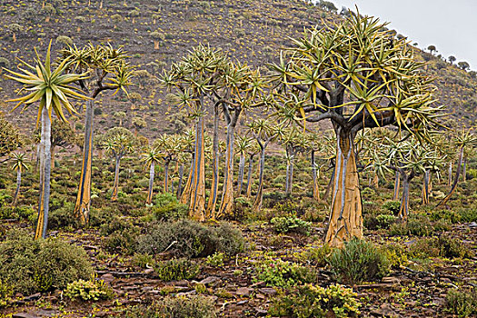抖树,靠近,南非