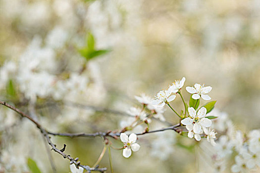 特写,照片,白色,樱花,春天