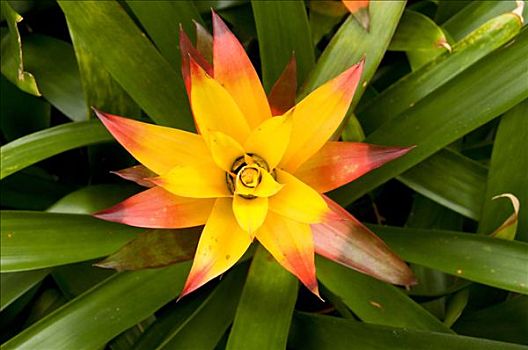 特写,凤梨科植物,花,巴尔博亚公园,圣地亚哥,加利福尼亚,美国