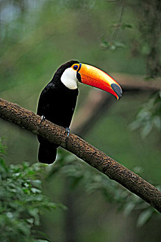 巨嘴鸟,成年,树上,潘塔纳尔,巴西,南美
