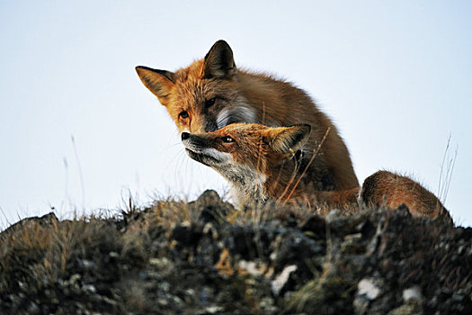 两个,红狐,玩,苔原,德纳里峰国家公园,室内,阿拉斯加