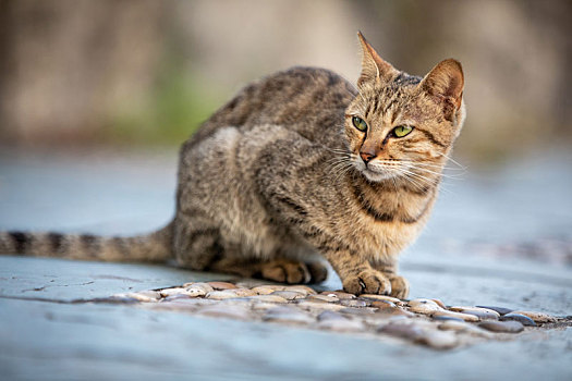 后院花园里玩耍的可爱猫眯