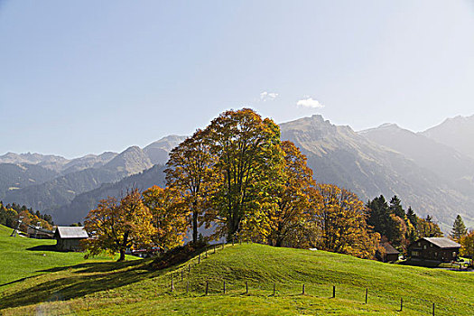 悬铃木,高山,小屋,格拉鲁斯,阿尔卑斯山,瑞士,欧洲