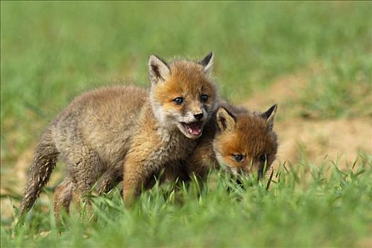 红狐,狐属,小动物,玩