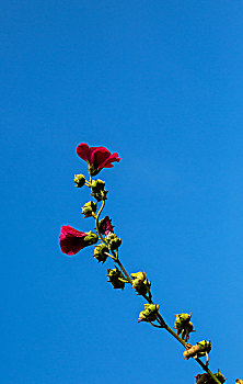 蜀葵开花,锦葵