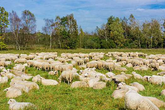 羊群,放牧,绵羊,草地