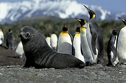 南极,南乔治亚,南极软毛海豹,毛海狮,企鹅