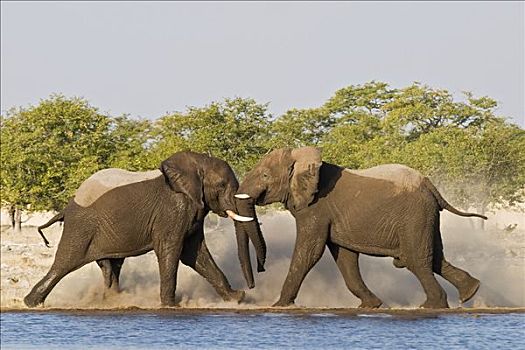 非洲,灌木,大象,非洲象,雄性动物,争斗,水坑,埃托沙国家公园,纳米比亚