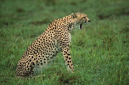 印度豹,猎豹,哈欠,马赛马拉国家保护区,肯尼亚