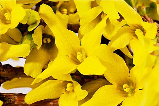 花,春天,黄色,连翘属植物,特写