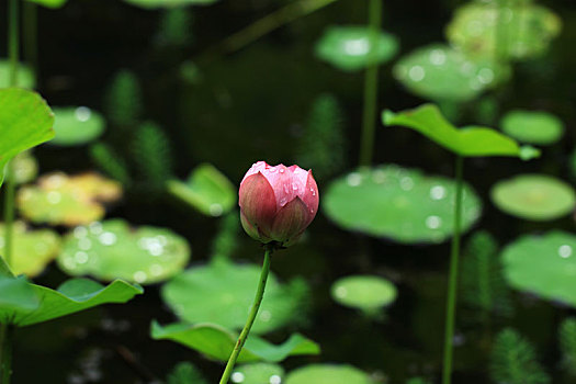 荷花,莲花,夏天,绿色