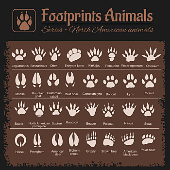 动物脚印,北美,动物,轨迹,矢量