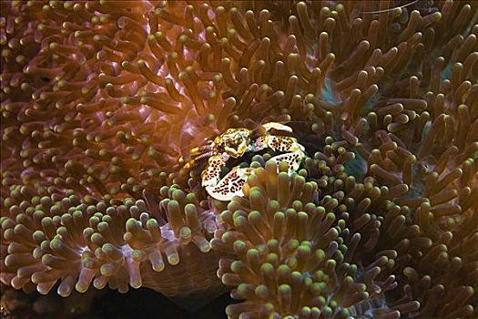 瓷蟹,银莲花,北苏拉威西省,苏拉威西岛,印度尼西亚
