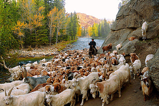 秋季牧场羊群
