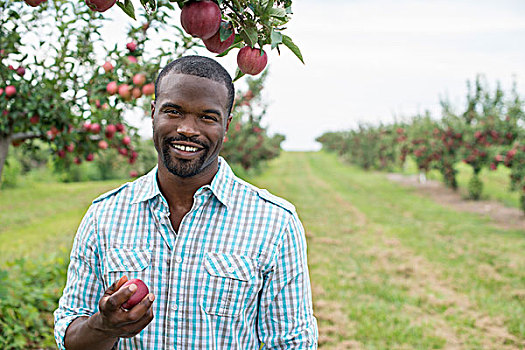 有机,苹果树,果园,一个,男人,挑选,成熟,红苹果