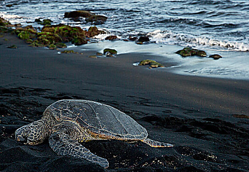 绿海龟,休息,海岸线,龟类,黑沙,海滩,夏威夷