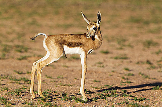 跳羚,诞生,羊羔,卡拉哈里沙漠,卡拉哈迪大羚羊国家公园,南非,非洲