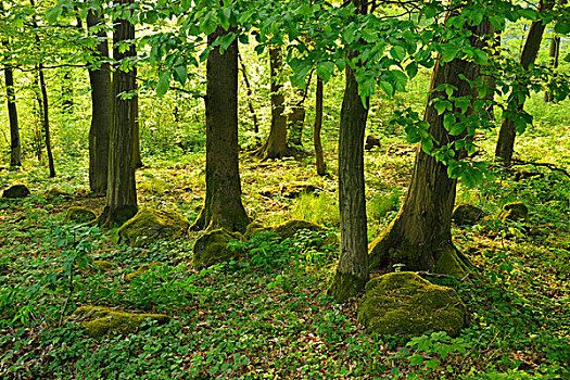 树林,春天,地区,黑森州,德国