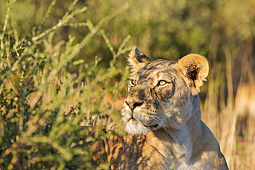 雌狮,狮子,警惕,雌性,看,环境,头像,卡拉哈里沙漠,卡拉哈迪大羚羊国家公园,南非,非洲