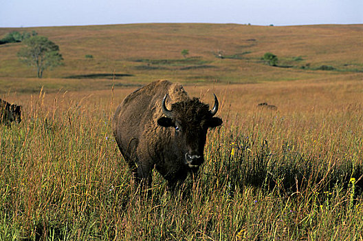 美国,堪萨斯,山,靠近,草原,野生动植物保护区,野牛