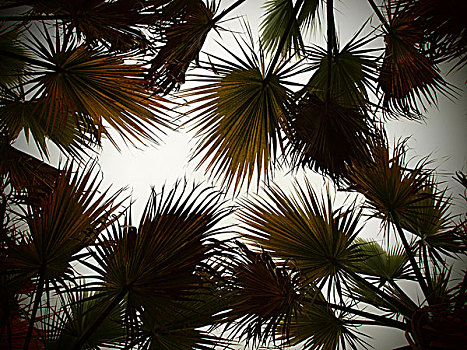 棕榈树,逆光