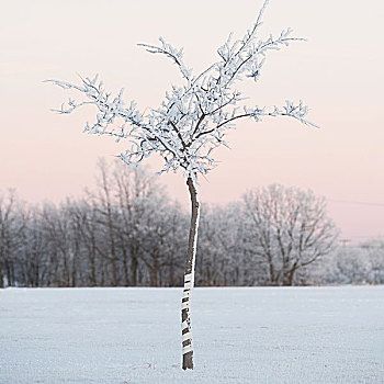 曼尼托巴,加拿大,积雪