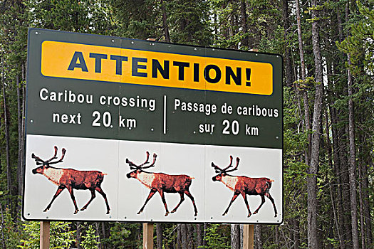 标识,提示牌,北美驯鹿,驯鹿属,艾伯塔省,加拿大