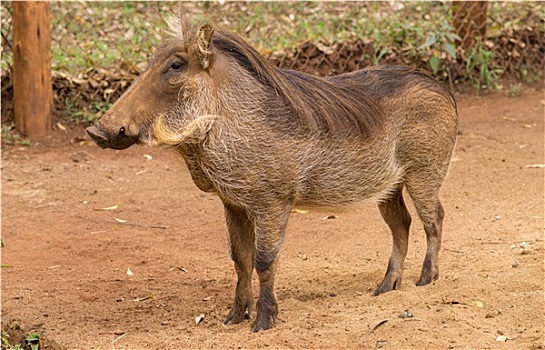 非洲,疣猪