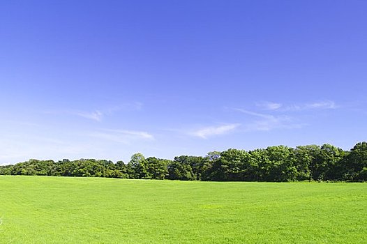 乡村,草地