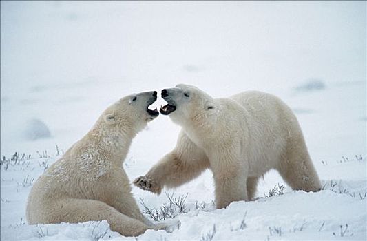 北极熊,争吵,丘吉尔市,曼尼托巴,加拿大
