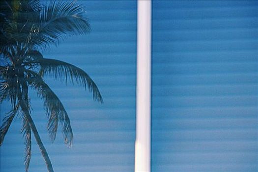 反射,棕榈树,窗户