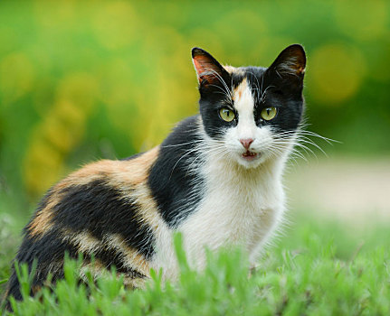 小猫正面特写