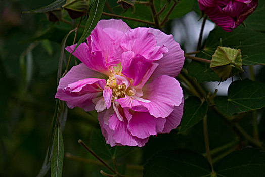 芙蓉花,木芙蓉,木莲