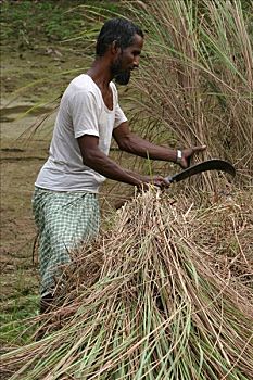 孟加拉,农民,长柄镰刀