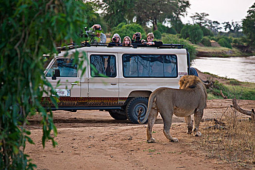 非洲,肯尼亚,摄影师,旅行队,雄性,狮子