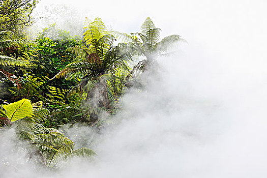 蕨类,树,蒸汽,温泉,山谷,丰盛湾,北岛,新西兰