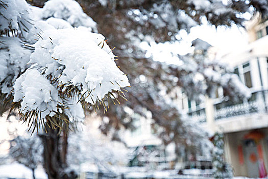 小区雪景