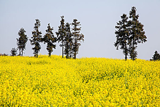 油菜花田和建筑