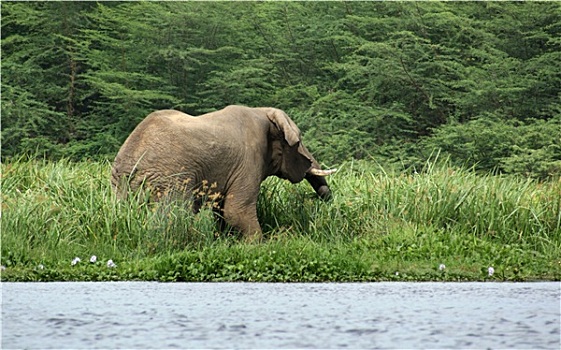 大象,水边,非洲