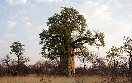猴面包树,非洲