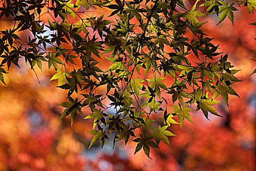枫树,红叶,日本,亚洲