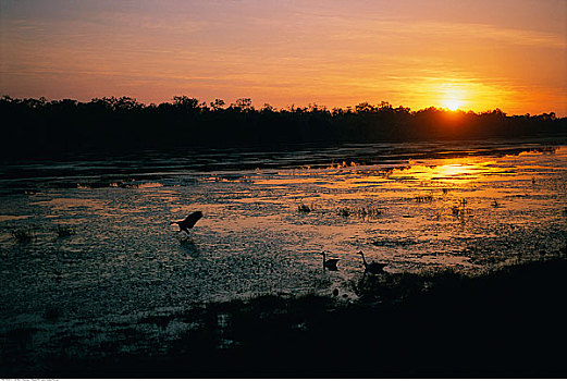 日落,上方,河,卡卡杜,北领地州,澳大利亚